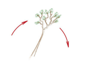 bonsai apex